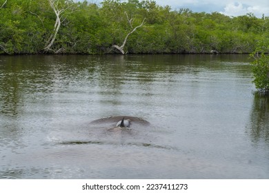 The common bottlenose dolphin or Atlantic bottlenose dolphin (Tursiops truncatus) is a wide-ranging marine mammal. Everglades National Park, Florida. - Shutterstock ID 2237411273