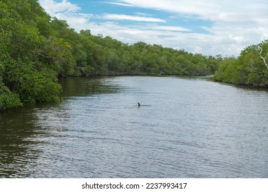 The common bottlenose dolphin or Atlantic bottlenose dolphin (Tursiops truncatus) is a wide-ranging marine mammal. Everglades National Park, Florida. - Shutterstock ID 2237993417