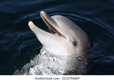 A Common Bottlenose Dolphin being playful
