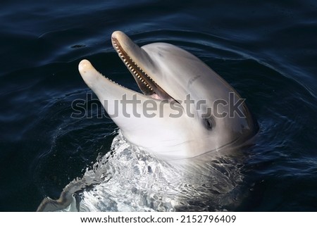 A Common Bottlenose Dolphin being playful
