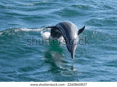 A common bottlenose dolphin jumps in the air beside a boat off the Pacific coast of Costa Rica.