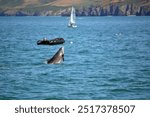 Common bottlenose dolphin leaping out of the water in New Quay, Wales