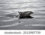 Common bottlenose dolphin surfacing in Moray Firth, Scotland