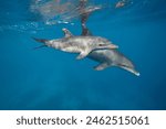 Common bottlenose dolphin tursiops truncatus underwater