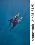 Common bottlenose dolphin tursiops truncatus underwater