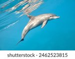 Common bottlenose dolphin tursiops truncatus underwater