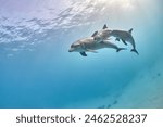 Common bottlenose dolphin tursiops truncatus underwater