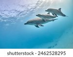 Common bottlenose dolphin tursiops truncatus underwater