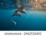 Common bottlenose dolphin tursiops truncatus underwater