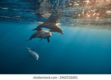 Common bottlenose dolphin tursiops truncatus underwater