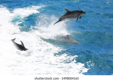 Common Bottlenose Dolphin Jumping Paihia Bay Stock Photo 1500407108 ...