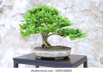 Common box bonsai on a wooden table - Powered by Shutterstock