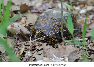 Common Box Turtle