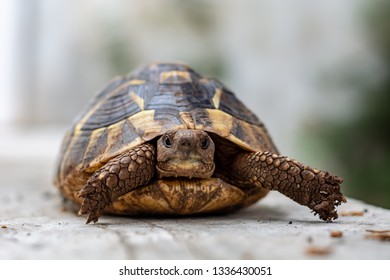 Common Box Turtle