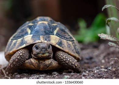 Common Box Turtle