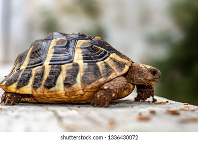 Common Box Turtle