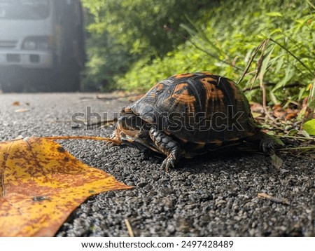 Common box turtle crossing asphalt road