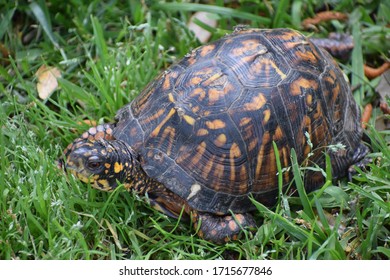 Common Box Turtle In The Grass