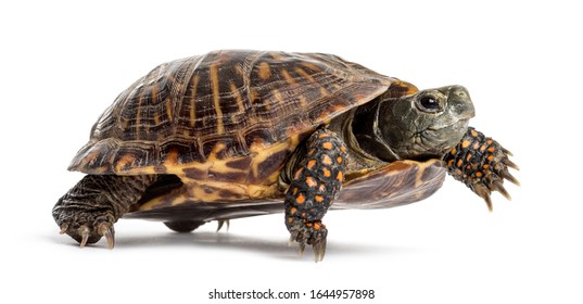 Common Box Turtle, Isolated On White