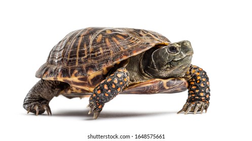 Common Box Turtle, Isolated On White