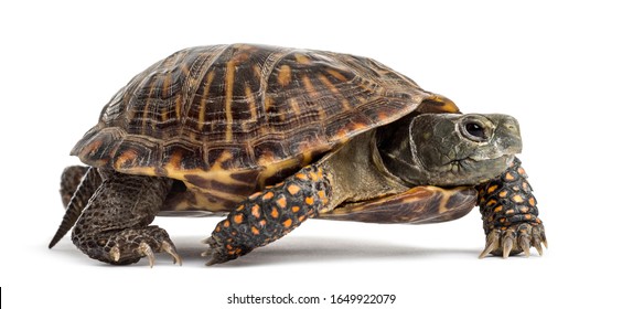 Common Box Turtle, Isolated On White