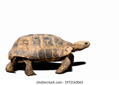 Common Box Turtle, Isolated On White