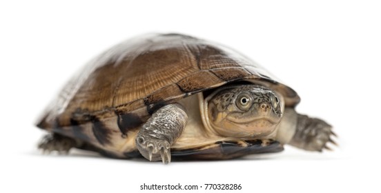 171 Common box turtle Images, Stock Photos & Vectors | Shutterstock