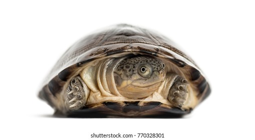 Common Box Turtle, Isolated On White