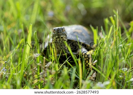 A Common Box Turtle looking at the camera while walking in tall grass.