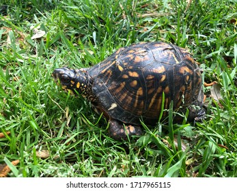 171 Common box turtle Images, Stock Photos & Vectors | Shutterstock