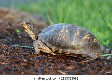 171 Common box turtle Images, Stock Photos & Vectors | Shutterstock