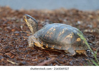 A Common Box Turtle Walking Away