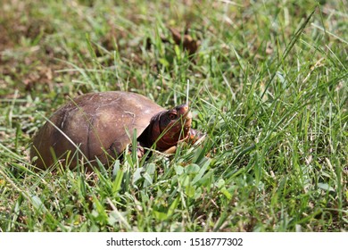 Common Box Turtle Walking In Grass.