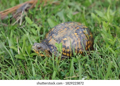 Common Box Turtle In Yard