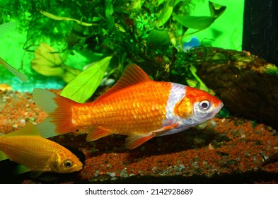 Common Breed Goldfish In Cold Water Aquarium