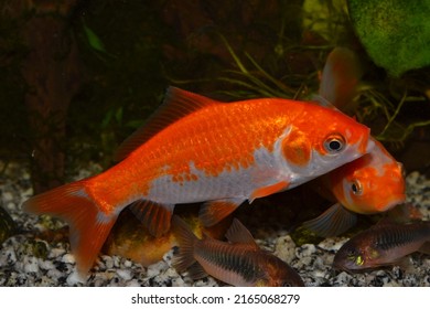 Common Breed Goldfish In Cold Water Aquarium