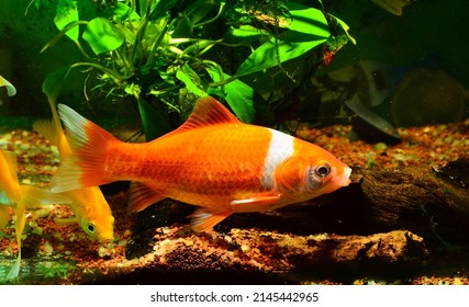 1,665 Goldfish common Images, Stock Photos & Vectors | Shutterstock