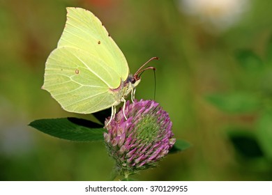 Common Brimstone