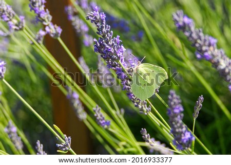 Similar – Lemon butterfly on flowering lavender