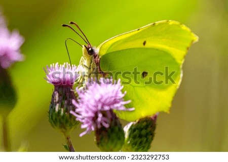 Common brimstone butterfly, Gonepteryx rhamni, perching on plant