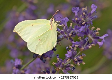 The Common Brimstone (Gonepteryx Rhamni)