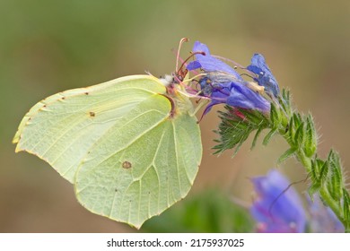 The Common Brimstone (Gonepteryx Rhamni)