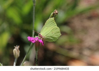 Common Brimstone On A Flower