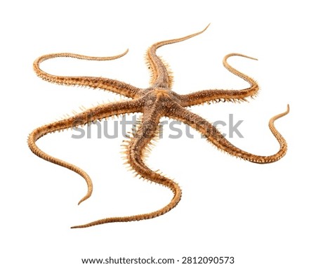 Common Brittle Star Five Armed Echinoderm Isolated on White Background
