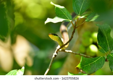 Common Tree Snake Images Stock Photos Vectors Shutterstock