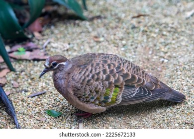 The common bronzewing (Phaps chalcoptera). 
It is a species of medium-sized, heavily built pigeon, Native to Australia.
have an easily discernible white line around and proximate to their eyes. - Shutterstock ID 2225672133