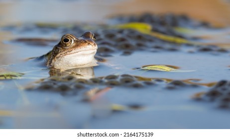 Common brown frog guarding its offspring. Rana temporaria in a spring pond with their eggs. - Shutterstock ID 2164175139