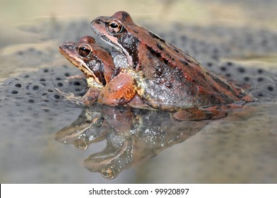 Common Brown Frog (Rana Temporaria) Mating On Eggs