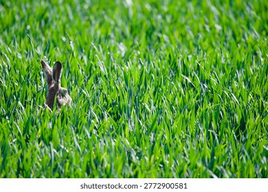 Common brown Hare head looking over tall grass