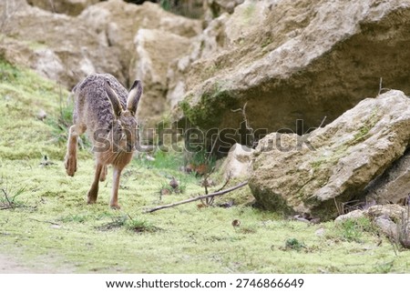 common brown hare running and leaping
